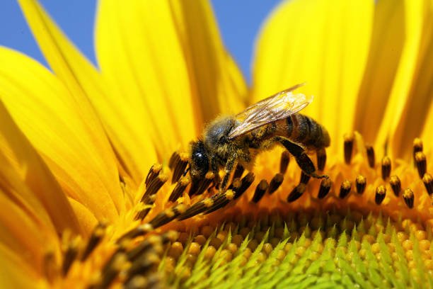 Yours Truly, Honey Bee