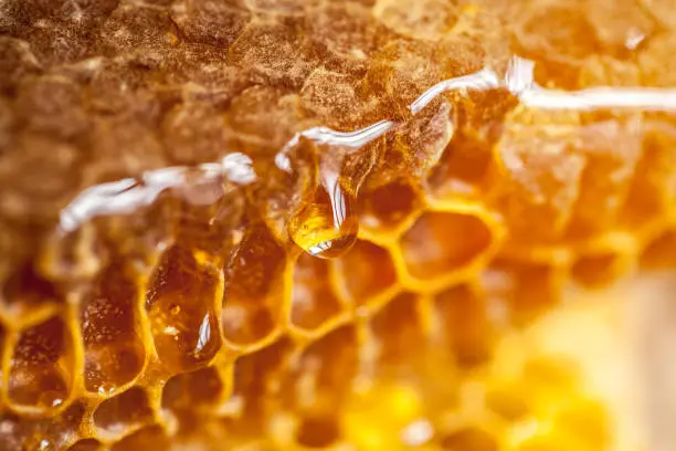 Raw Honeycomb Dripping with Golden Honey — Know the True from the False