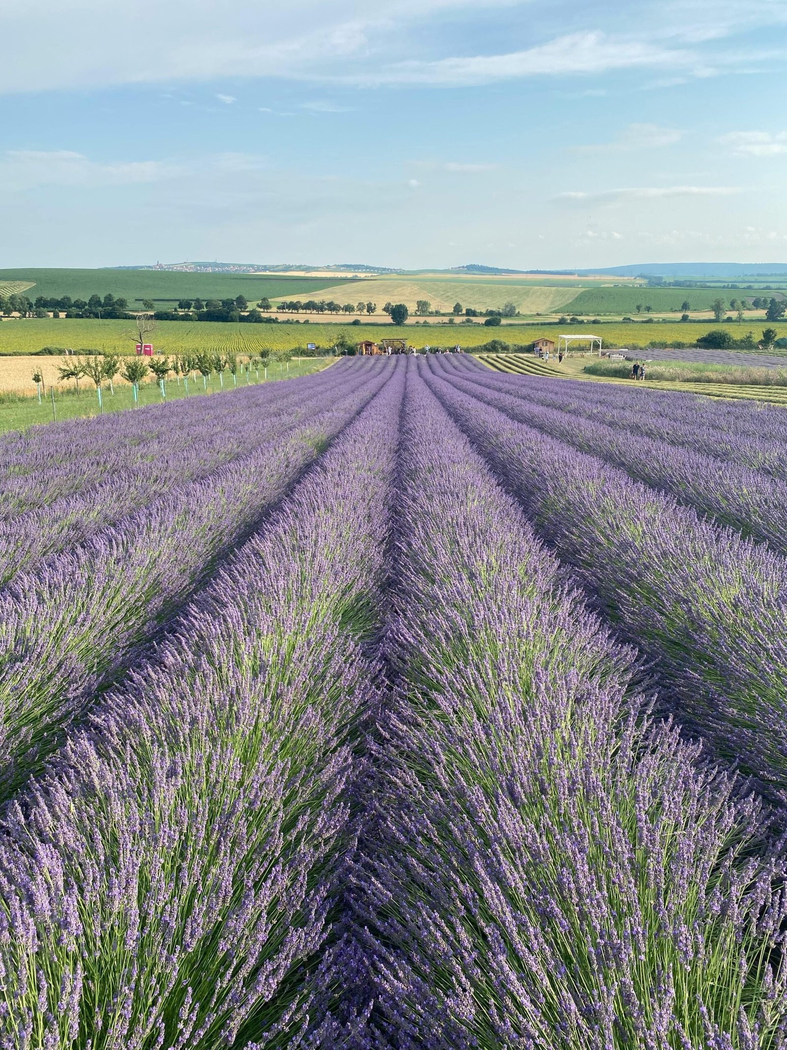 Lavender field under open sky representing nature’s unhurried rhythm — Elesaar Honey Hunting Ground in Elesaar Honey Blog Series 1